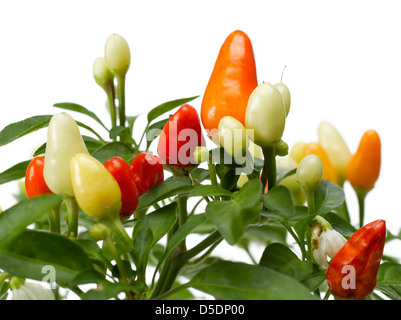 dekorative rote Paprika Pflanze mit Blättern Stockfoto