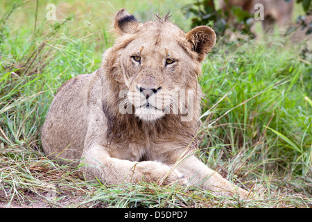 Männlicher Löwe im Busch. Südafrika, Krügers-Nationalpark. Stockfoto