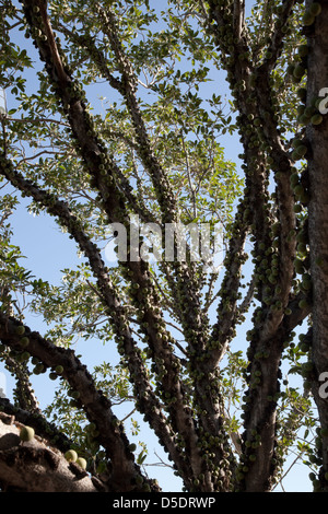 Knubbeligen Feigen (Ficus Sansibarica), einer afrikanischen Arten von cauliflorous Fig. Südafrika, Krügers-Nationalpark. Stockfoto