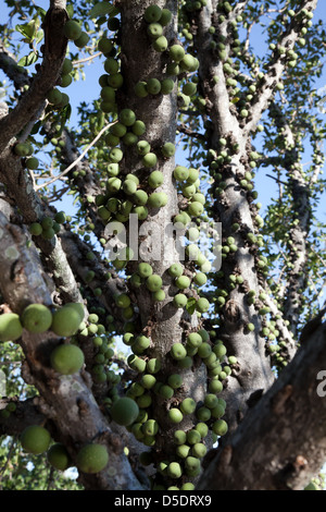 Knubbeligen Feigen (Ficus Sansibarica), einer afrikanischen Arten von cauliflorous Fig. Südafrika, Krügers-Nationalpark. Stockfoto