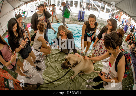 Während der Abschlussprüfung an der University of California in Riverside Studenten melden Sie sich zu entlasten von ausgebildeten Hunden zu kuscheln. Stockfoto