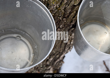 Ahornsirup-Produktion. Ahorn-Sap in Eimern, die an einem Baum befestigt. Stockfoto