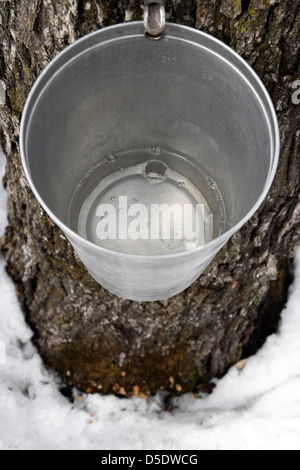 Ahornsirup-Produktion. Eimer an einem Baum mit Ahorn Sap gefüllt. Stockfoto