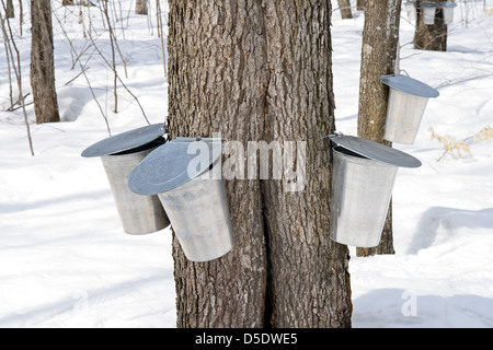 Metall-Eimer auf Bäumen für das Sammeln von Sap um Ahornsirup zu produzieren. Stockfoto