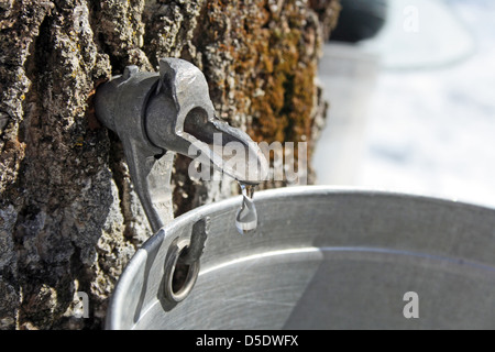 Droplet Ahorn Saft fließt aus Hahn auf einem Baumstamm Ahorn in einen Eimer, Ahornsirup zu produzieren. Stockfoto