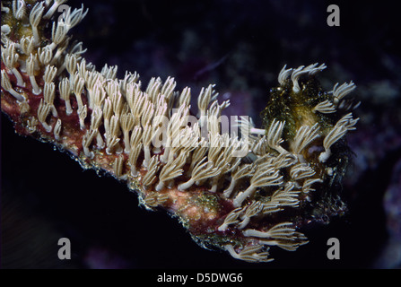 Winkenden Hand Coral, Anthelia SP., Xeniidae, Indo-Pazifischer Ozean Stockfoto