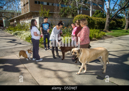 Während der Abschlussprüfung an der University of California in Riverside Studenten entlasten Sie durch streicheln und kuscheln ausgebildete Hunden. Stockfoto