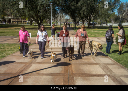 Während der Abschlussprüfung an der University of California in Riverside Studenten entlasten Sie durch streicheln und kuscheln ausgebildete Hunden. Stockfoto