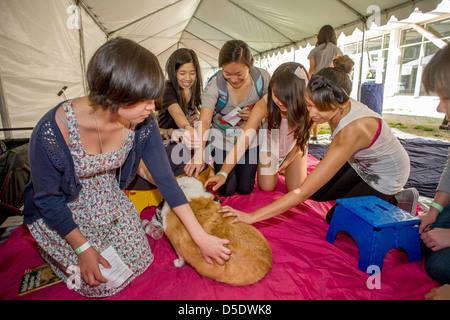 Während der Abschlussprüfung an der University of California in Riverside Studenten entlasten Sie durch streicheln und kuscheln ausgebildete Hunden. Stockfoto