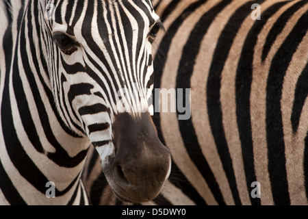 Eine juvenile gemeinsame Zebra gegen die Haut seiner Mutter (Equus Quagga Burchellii) Stockfoto