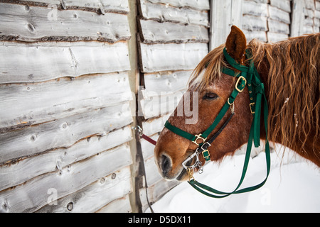 Ein Pferd mit Trense steht neben einer verwitterten Scheune bereit, nach einem Winter-Fahrt im Stall sein. Schneeschuh, WV Stockfoto