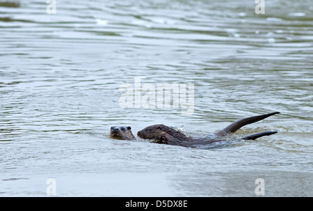 PAAR FISCHOTTER Lutra Lutra. WINTER. UK Stockfoto