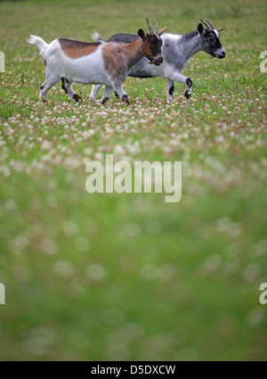 Ziehen Sie auf das Land und halten Ziegen, ein beliebtes Kleinviehhalter Bauernhof Tier für Milch und Fleisch aufgezogen. Forest of Dean, Gloucestershire. VEREINIGTES KÖNIGREICH. Stockfoto