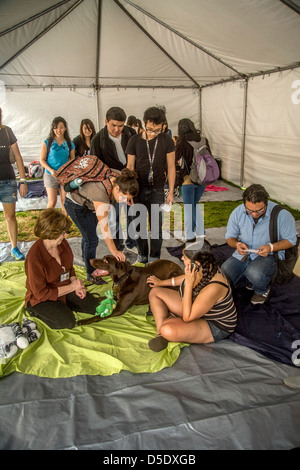 Während der Abschlussprüfung an der University of California in Riverside Studenten entlasten Sie durch speziell ausgebildete Komfort Hund streicheln Stockfoto