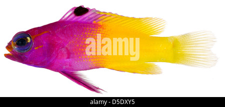 Ein Bild der Royal Gramma (Gramma loreto), ein farbenfroher Fisch, der in Belize Korallenriffen gefunden wird. Die Art ist bekannt für ihre hellgelbe und violette Färbung. Stockfoto