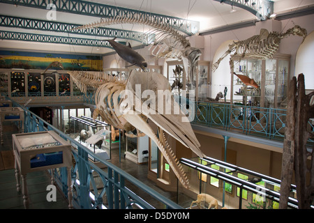 Das Museum of Natural History Lille Frankreich Stockfoto