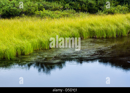 Sumpfgras wächst entlang einem Tundra-See im westlichen Abschnitt der Denali Nationalpark, Alaska, USA Stockfoto