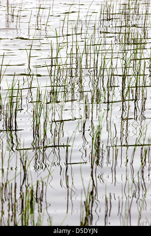 Sumpfgras und Reflexionen in einem Tundra-See im westlichen Abschnitt der Denali Nationalpark, Alaska, USA Stockfoto