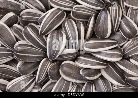 Sonnenblumenkerne-full-Frame-Nahaufnahme Stockfoto
