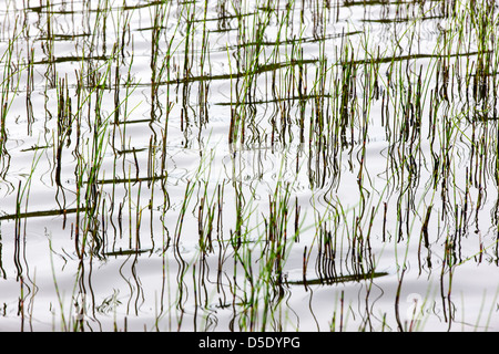 Sumpfgras und Reflexionen in einem Tundra-See im westlichen Abschnitt der Denali Nationalpark, Alaska, USA Stockfoto