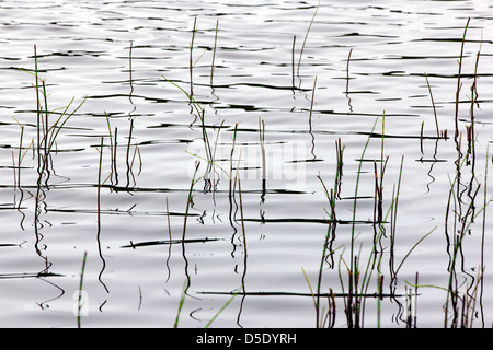 Sumpfgras und Reflexionen in einem Tundra-See im westlichen Abschnitt der Denali Nationalpark, Alaska, USA Stockfoto