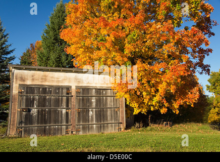 Alte Holz-Scheune mitten im hellen Herbstlaub Stockfoto