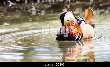 Mandarinente (Aix Galericulata) in seiner typischen leuchtenden Farben Stockfoto