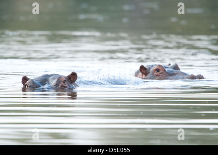 Zwei Nilpferde untergetaucht im Wasser (Hippopotamus Amphibius) Stockfoto