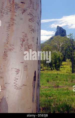 Scribblygum (Eukalyptus Racemosa) Wälder unter Mt Coonowrin (Crookneck), Glasshouse Mountains National Park, Australien Stockfoto