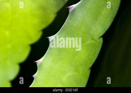 Detail eines Kaktus Wüstenpflanze und Schatten Stockfoto