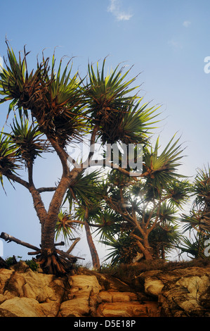 Schrauben Sie Palmen (Pandanus SP.) auf Klippen, Frenchman es Beach, North Stradbroke Island, Queensland, Australien Stockfoto