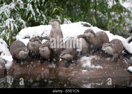 Eine Gruppe von Orientalischen Small-Clawed Otter auf einem Felsen im Schnee (Amblonyx cinereus) Stockfoto