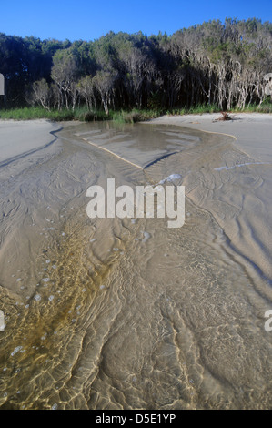 Tannin-gefärbten Süßwasser Bach, der aus leichte (Melaleuca SP.)-Wald über Home Beach, North Stradbroke Island Stockfoto