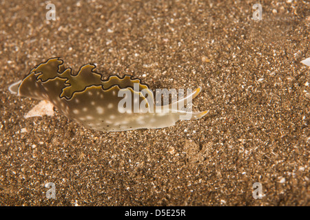 Reich verzierte Sapsuckling Slug (Elysia Ornata) gleiten entlang einer Sandfläche in Secret Bay in Bali, Indonesien. Stockfoto