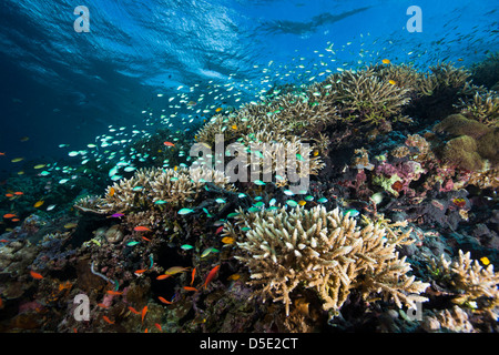 Blau-grüne Chromis (Chromis Viridis), Zitrone Damsel (Pomacentrus Moluccensis) und andere Fische an einem tropischen Korallenriff Stockfoto