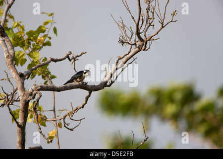 Schwarz-thighed Falconet (Microhierax Fringillarius) Essen eine Libelle in einem Baum in Bali, Indonesien. Stockfoto