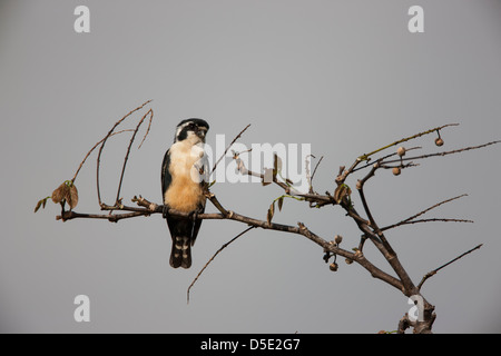 Schwarz-thighed Falconet (Microhierax Fringillarius) thront auf einem Baum in Bali, Indonesien. Dies ist eine seltene Art in Bali. Stockfoto