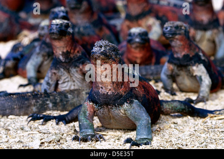 Eine Gruppe von Galapagos Marine Iguana Ruhe am Strand (Amblyrhynchus Cristatus) Stockfoto