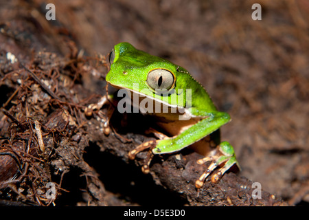 Ein Blatt weiß gesäumten Frosch (Phyllomedusa Vaillantii) ruht auf der Bank von einem Wasserbecken im Amazonas-Regenwald Stockfoto