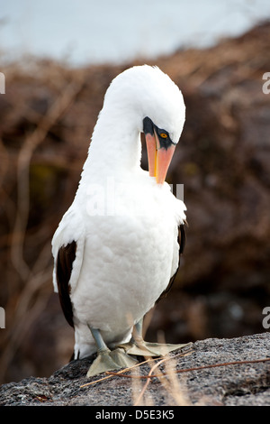 Die Nazca Booby oder Boobie (Sula Granti) Stockfoto