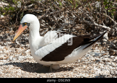 Nazca Booby oder Boobie sitzen auf einem Ei (Sula Granti) Stockfoto