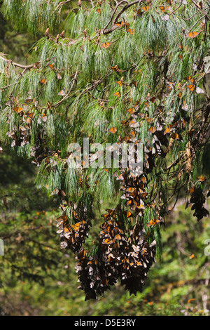 Cluster der Monarchfalter auf den Kiefer, Michoacan, Mexiko Stockfoto