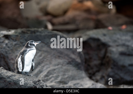 Eine Galápagos-Pinguin (Spheniscus Mendiculus) Stockfoto