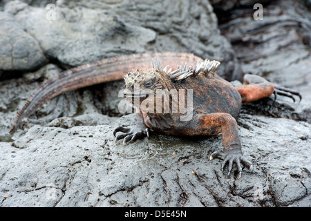 Eine Galapagos Marine Iguana ruht auf Lavafelsen (Amblyrhynchus Cristatus) Stockfoto