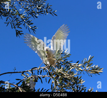 Eine freche weiße australierin corella cacatua licmetus fliegt weiter zu einem Ast eines vollbeladenen Olivenbaums, der in der städtischen Straße wächst. Stockfoto