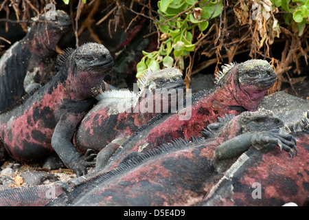 Eine Gruppe von Galapagos Marine Iguana Ruhe am Strand (Amblyrhynchus Cristatus) Stockfoto