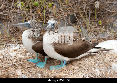 Zwei blaue Footed Boobie oder Sprengfallen (Sula Nebouxii) neben einem nest Stockfoto