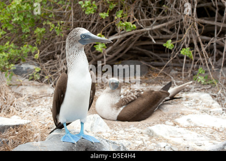 Zwei blaue Footed Boobie oder Sprengfallen (Sula Nebouxii) neben einem nest Stockfoto
