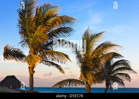 Palmen am Strand, Cancún, Quintana Roo Zustand, Mexiko Stockfoto