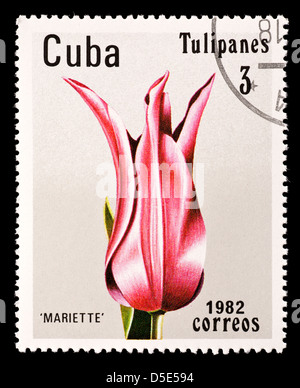 Briefmarke aus Kuba Darstellung zeigt eine Tulpe Hybrid, Sorte "Mariette" Stockfoto